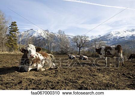 Stock Image - Cattle in field. Fotosearch