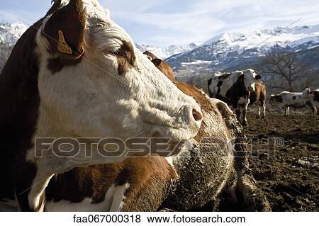 Stock Photo - Cow looking away. Fotosearch