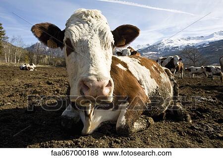 Stock Photo - Cow lying down, mountains in background. Fotosearch