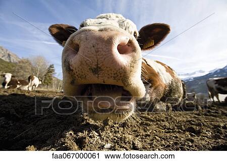 Cow's snout, close-up View Large Photo Image Stock Image - Cow's snout, close-up. Fotosearch