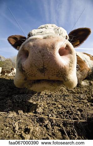 Cow's snout, close-up View Large Photo Image Stock Image - Cow's snout, close-up. Fotosearch
