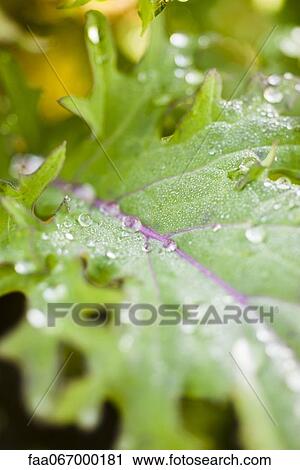 Stock Image - Droplets of leaf, close-up. Fotosearch