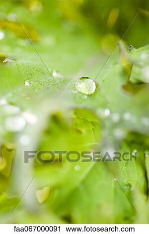 Stock Image - Droplets on leaves. Fotosearch