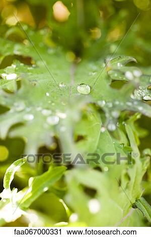 Stock Image - Droplets on leaves. Fotosearch