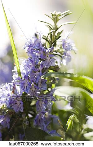 Stock Photography - Flowering rosemary. Fotosearch