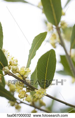 Stock Image - Flowering sapindaceae plant. Fotosearch