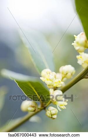 Flowering sapindaceae plant View Large Photo Image Stock Image - Flowering sapindaceae plant. Fotosearch