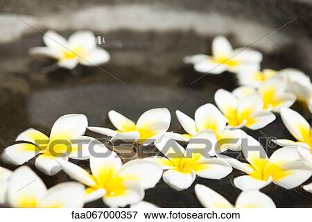 Stock Photo - Frangipani flowers floating in water. Fotosearch