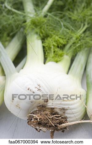 Fresh fennel bulb, close-up View Large Photo Image Picture - Fresh fennel bulb, close-up. Fotosearch
