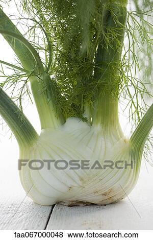 Stock Photo - Fresh fennel bulb, close-up. Fotosearch