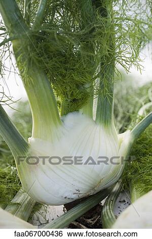 Fresh fennel bulb View Large Photo Image Stock Photograph - Fresh fennel bulb. Fotosearch