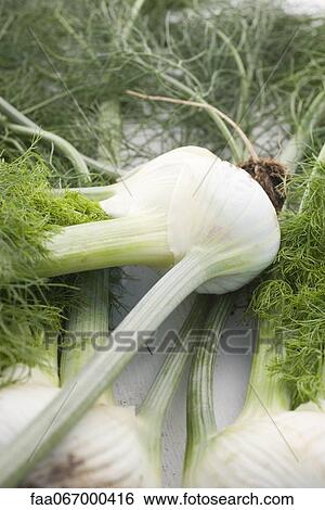 Fresh fennel bulbs View Large Photo Image Stock Photograph - Fresh fennel bulbs. Fotosearch