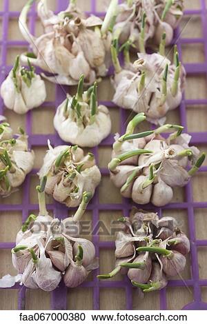 Garlic bulbs with garlic shoots View Large Photo Image Stock Image - Garlic bulbs with garlic shoots. Fotosearch