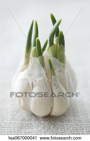 Garlic shoots growing out of garlic bulb View Large Photo Image Stock Image - Garlic shoots growing out of garlic bulb. Fotosearch