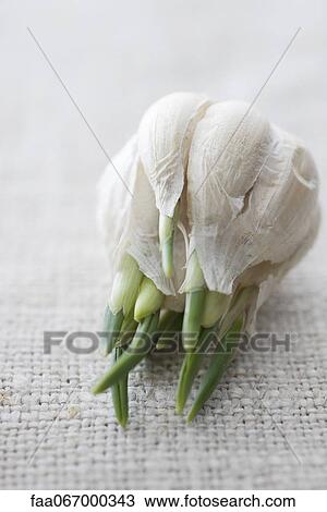Garlic shoots growing out of garlic bulb View Large Photo Image Stock Image - Garlic shoots growing out of garlic bulb. Fotosearch
