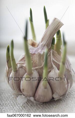 Garlic shoots growing out of garlic cloves View Large Photo Image Stock Image - Garlic shoots growing out of garlic cloves. Fotosearch