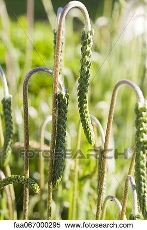 Green seedheads View Large Photo Image Stock Photography - Green seedheads. Fotosearch