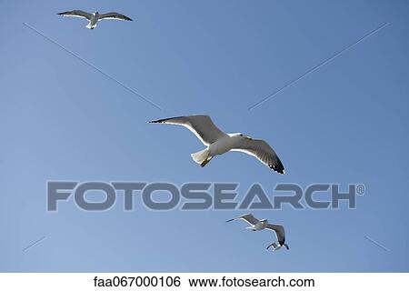 Stock Photograph - Gulls in flight. Fotosearch