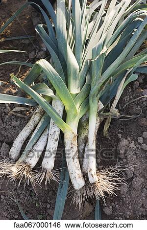 Heap of leeks on soil View Large Photo Image Stock Photograph - Heap of leeks on soil. Fotosearch