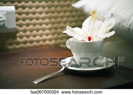 Picture - Hibiscus flower in tea cup. Fotosearch