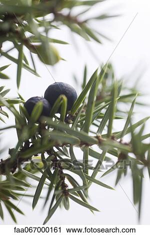 Juniper berries on branch View Large Photo Image Stock Image - Juniper berries on branch. Fotosearch