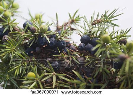 Juniper berries on branches View Large Photo Image Stock Image - Juniper berries on branches. Fotosearch