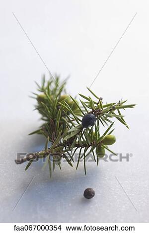 Juniper berry and juniper berry branch View Large Photo Image Picture - Juniper berry and juniper berry branch. Fotosearch