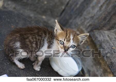 Kitten with bowl of milk View Large Photo Image Stock Image - Kitten with bowl of milk. Fotosearch