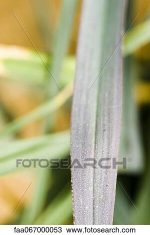 Stock Image - Leaf blade. Fotosearch