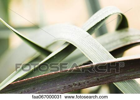Stock Image - Leaf blades. Fotosearch