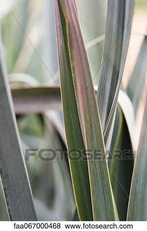 Leaf blades View Large Photo Image Stock Photo - Leaf blades. Fotosearch