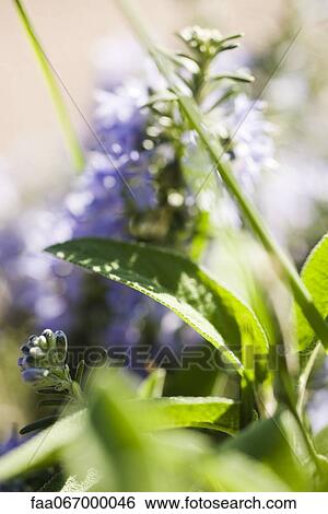 Stock Photograph - Leaves and flowers, defocused. Fotosearch