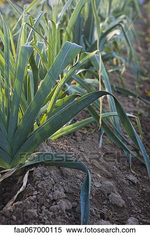 Stock Photography - Leeks growing in soil. Fotosearch