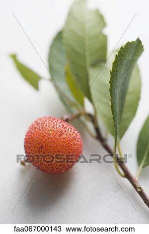 Lychee on branch View Large Photo Image Stock Image - Lychee on branch. Fotosearch