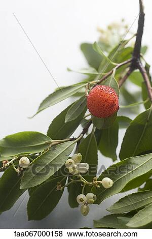 Lychee on branch View Large Photo Image Stock Photo - Lychee on branch. Fotosearch