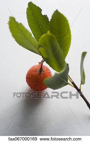 Lychee on branch View Large Photo Image Stock Photo - Lychee on branch. Fotosearch