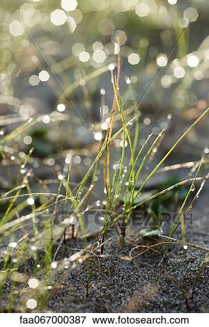 Morning dew in grass View Large Photo Image Stock Photo - Morning dew in grass. Fotosearch