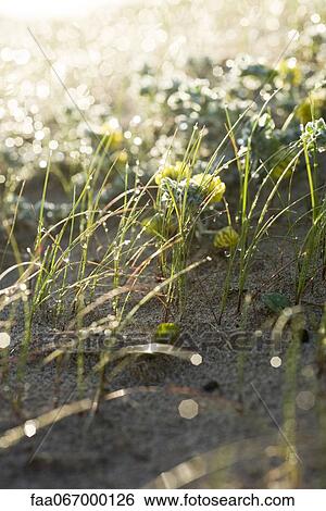 Morning dew in grass View Large Photo Image Stock Photograph - Morning dew in grass. Fotosearch