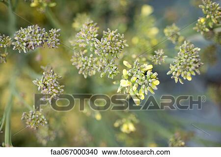 Stock Image - Mustard plant flowering. Fotosearch