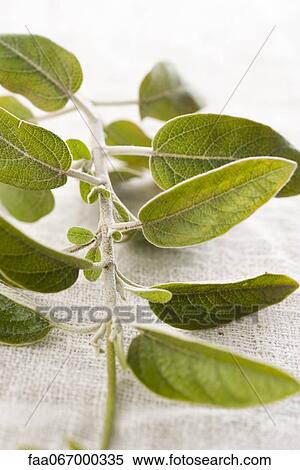 Oregano, close-up View Large Photo Image Stock Photography - Oregano, close-up. Fotosearch