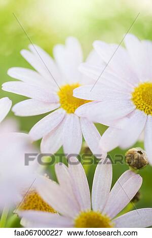 Oxeye daisies (Leucanthemum vulgare) View Large Photo Image Stock Photo - Oxeye daisies (Leucanthemum vulgare). Fotosearch