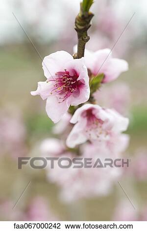 Stock Image - Pink cherry blossoms. Fotosearch