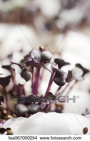Picture - Purple radish sprouts, close-up. Fotosearch