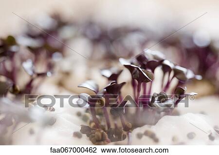 Purple radish sprouts, close-up View Large Photo Image Stock Image - Purple radish sprouts, close-up. Fotosearch