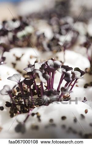 Purple radish sprouts, close-up View Large Photo Image Stock Photo - Purple radish sprouts, close-up. Fotosearch