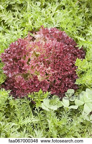 Red lettuce and carrot greens growing in field View Large Photo Image Stock Photo - Red lettuce and carrot greens growing in field. Fotosearch