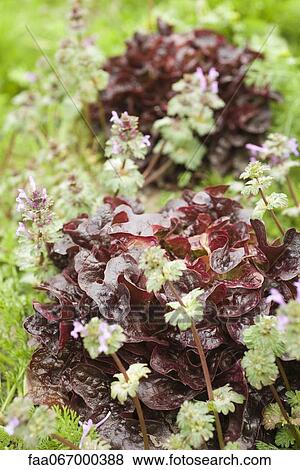 Red oak leaf lettuce growing in field View Large Photo Image Stock Photo - Red oak leaf lettuce growing in field. Fotosearch