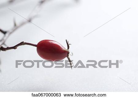 Stock Image - Rose hip. Fotosearch