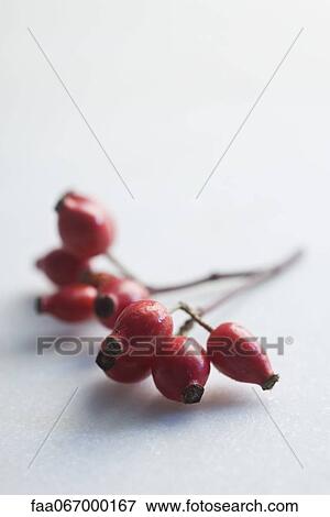 Rose hips View Large Photo Image Stock Photo - Rose hips. Fotosearch