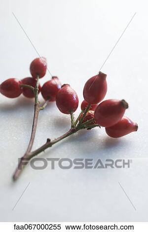 Rose hips View Large Photo Image Stock Photography - Rose hips. Fotosearch